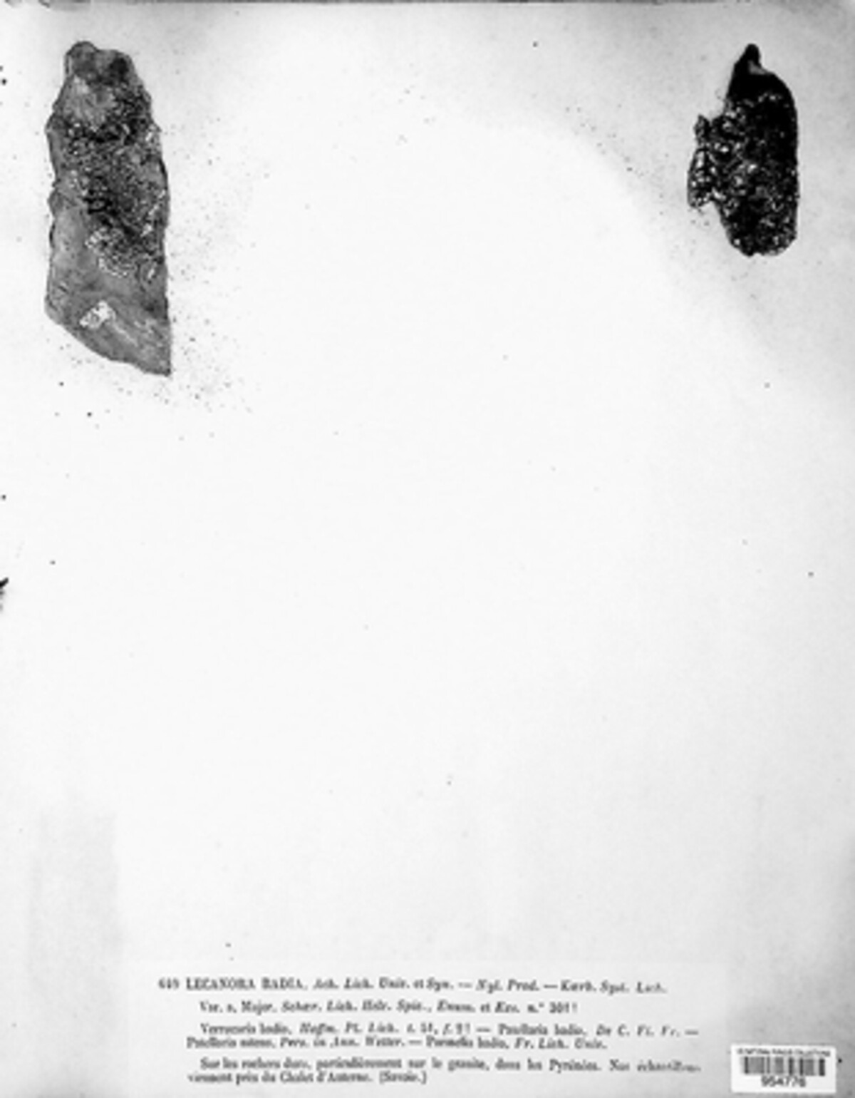 Protoparmelia badia image